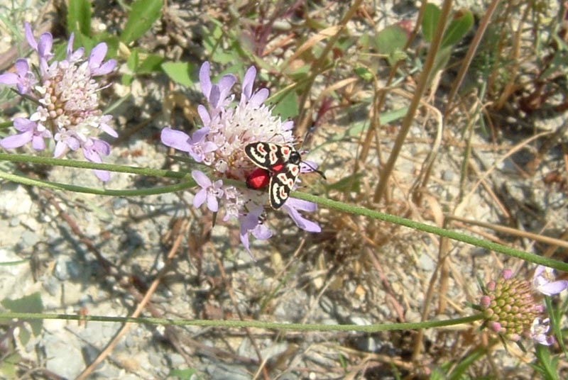 Zygaena occitanica